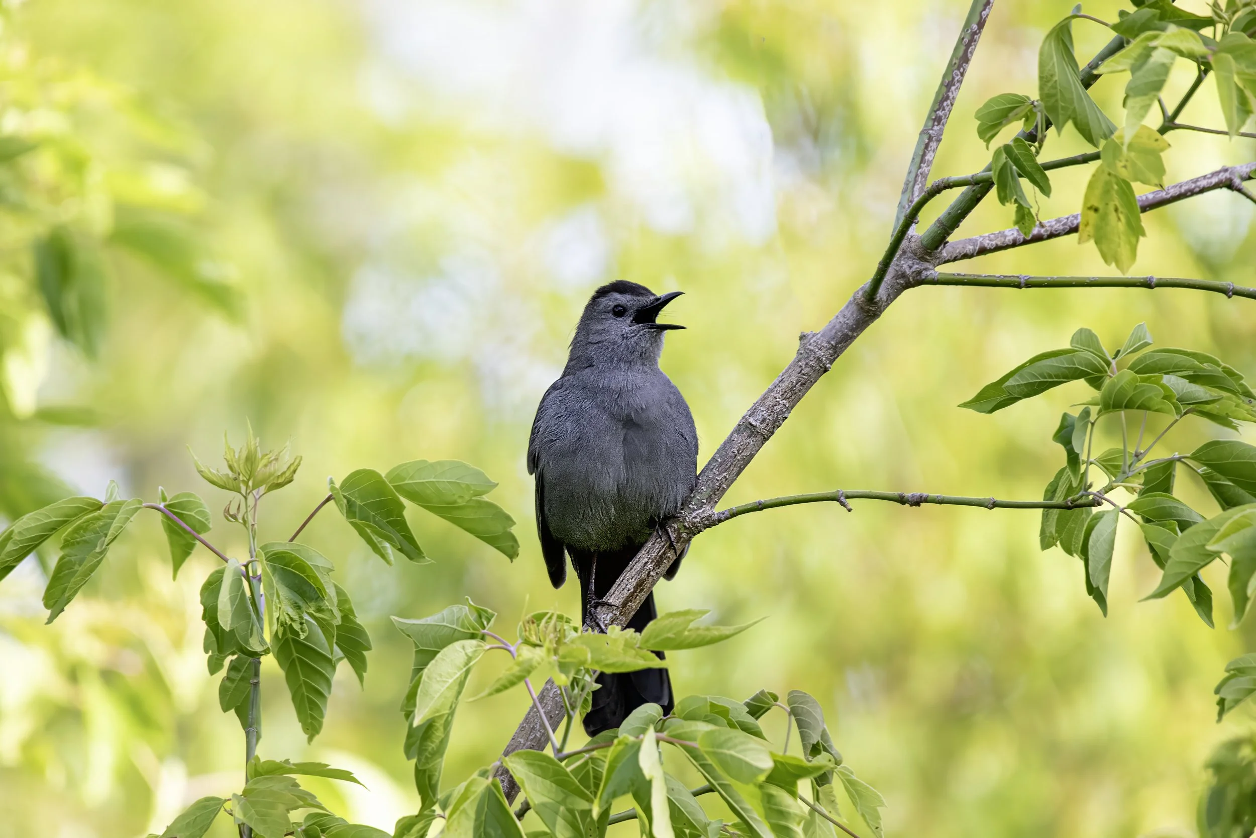 Catbird.jpg