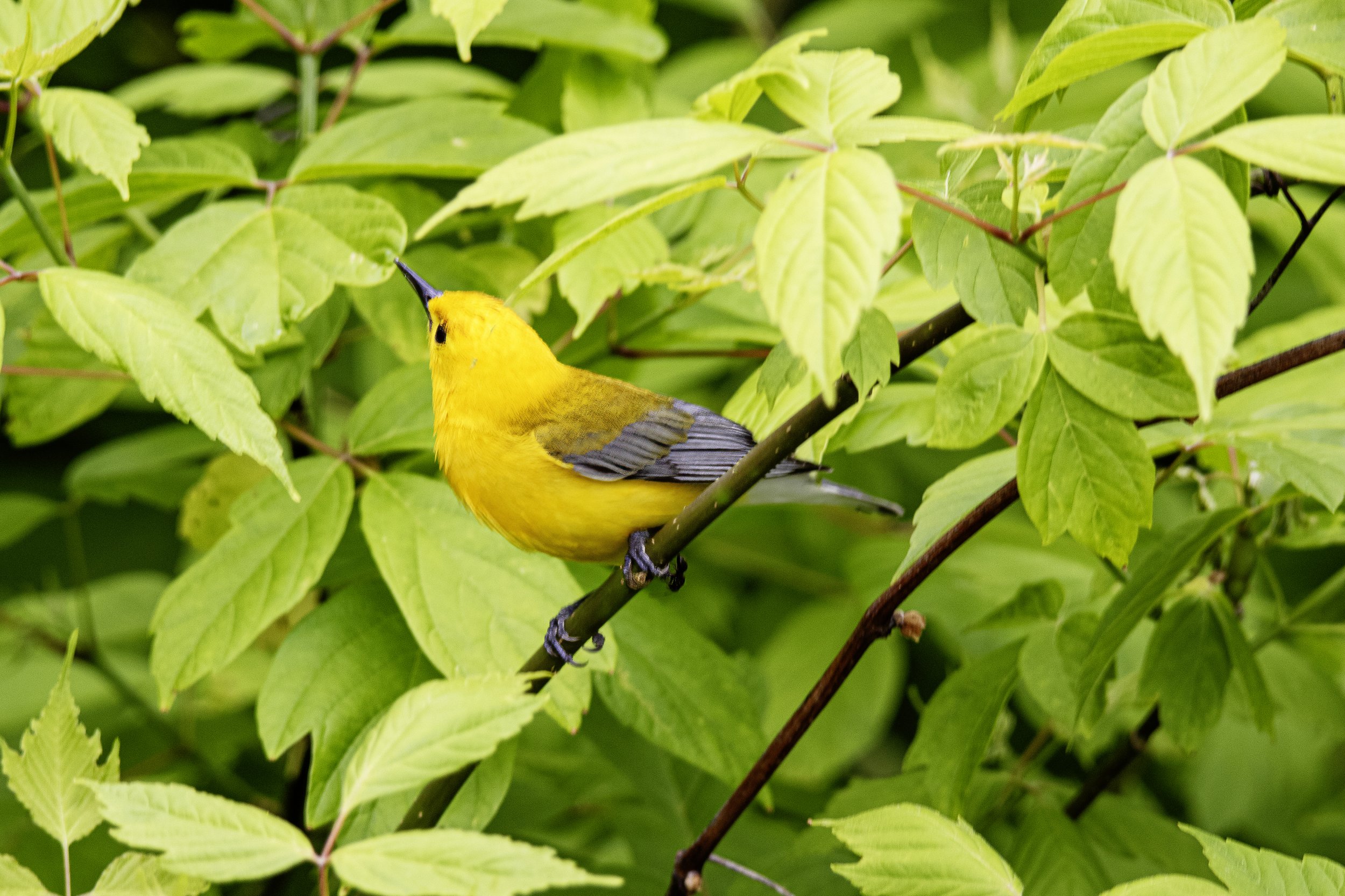 Prothonotary warbler.jpg