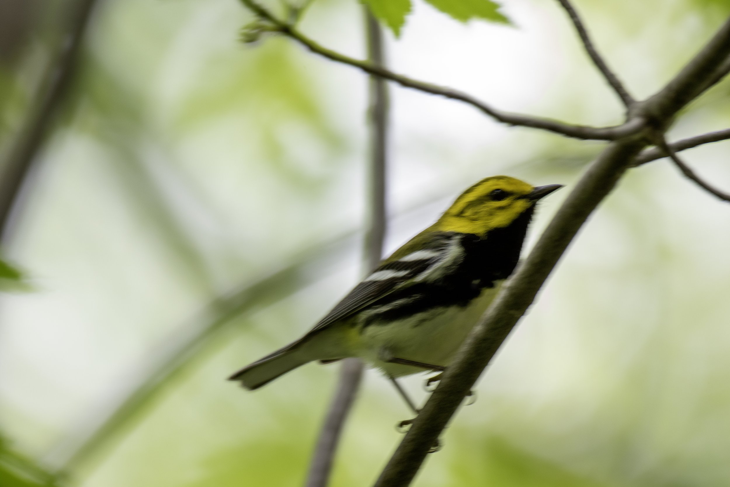 Black-Throated Green Warbler.jpg