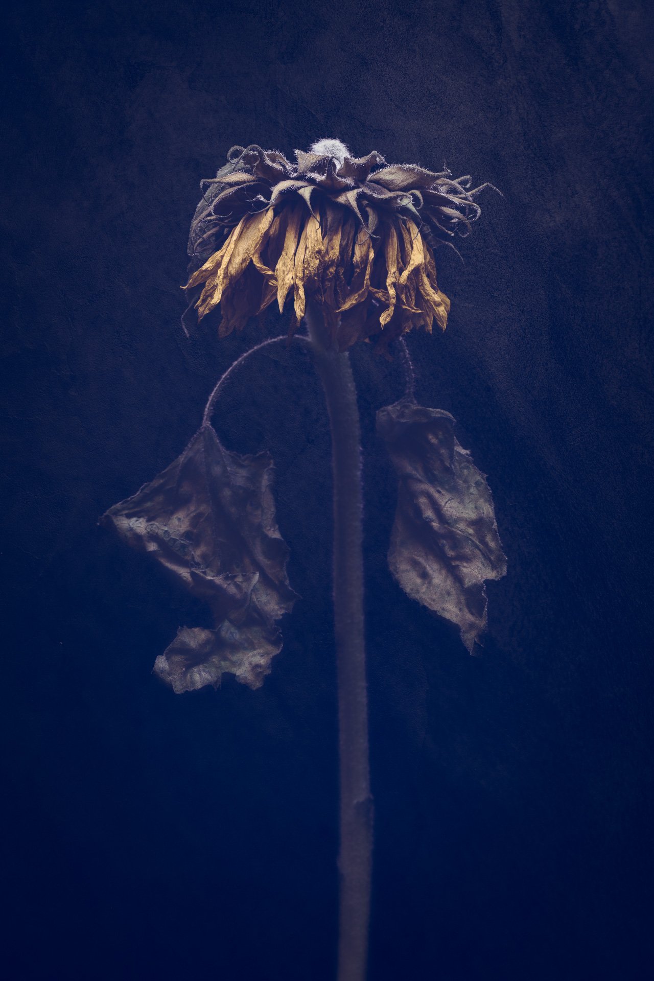 WEB_Mortem_Florum_Sunflowers-.JPG