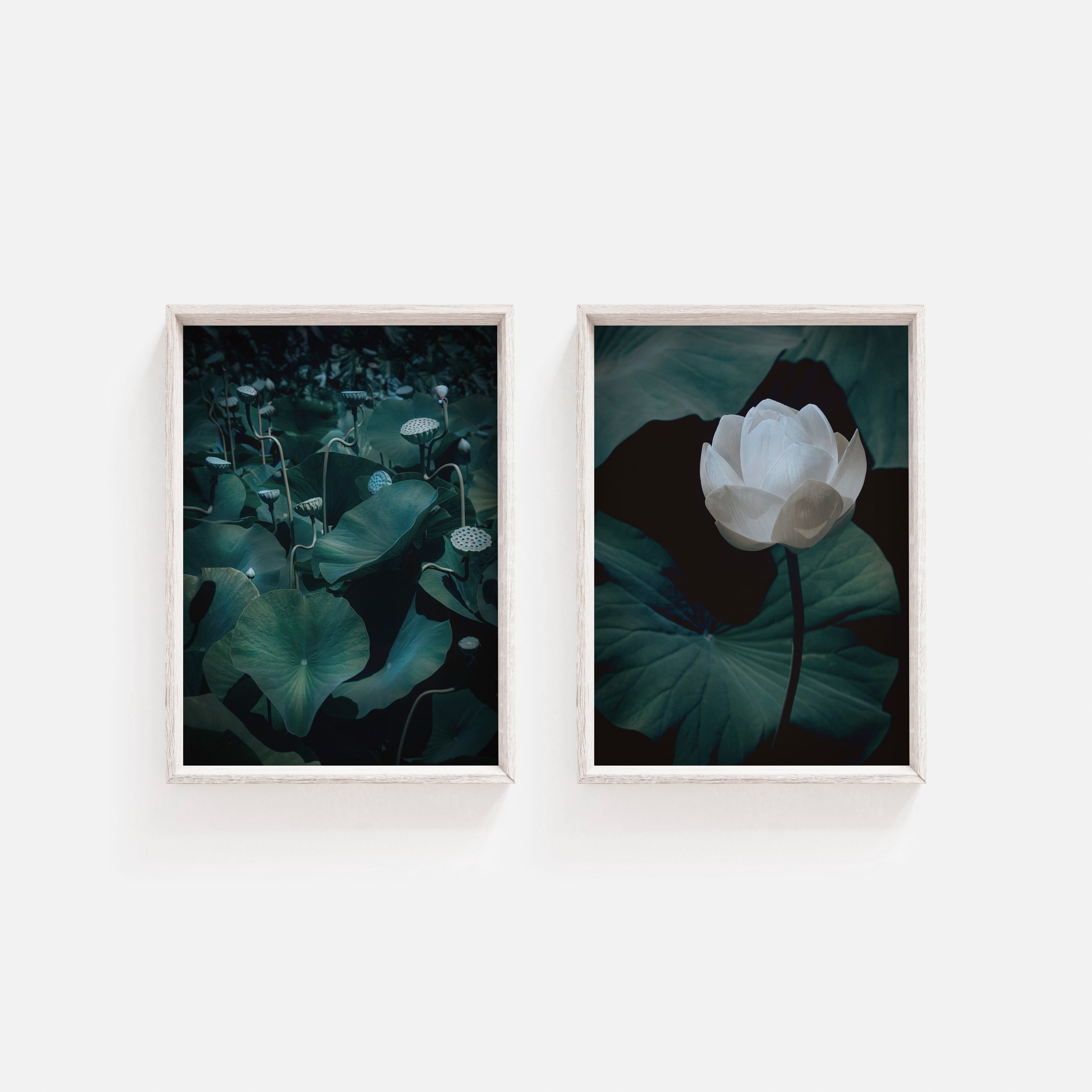 Set of 2 framed photographs of lotus leaves with minimalist display of lotus seed pods or flowers, set against dark water, evoking a calm and reflective atmosphere
