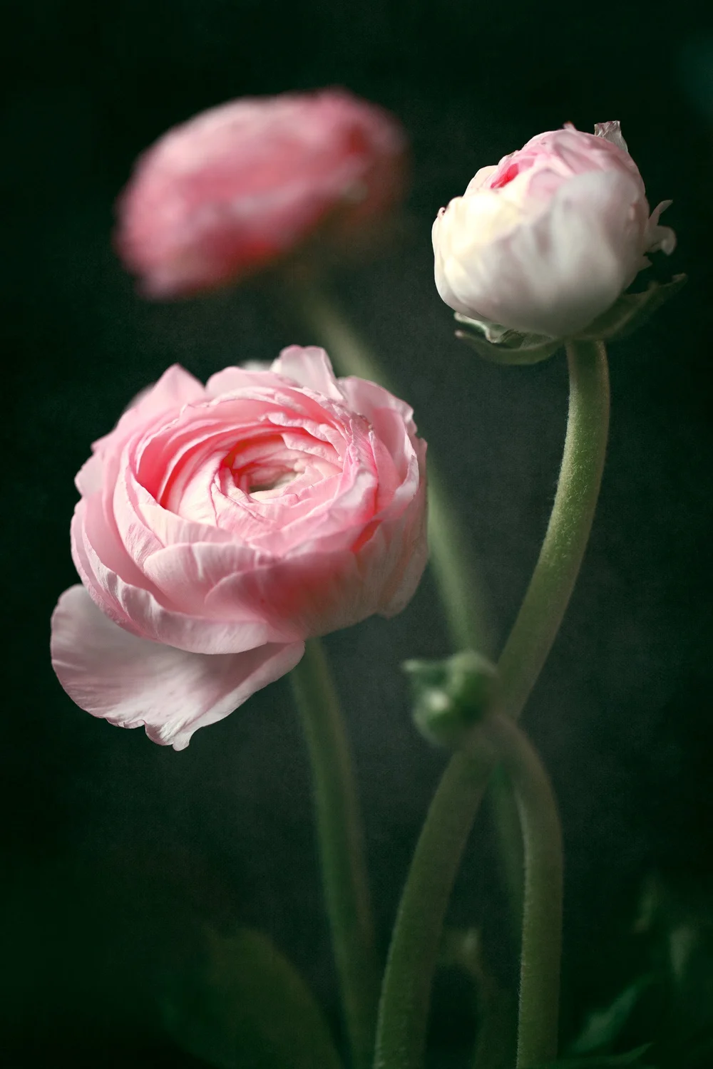 WEB_Pink ranunculus.JPG