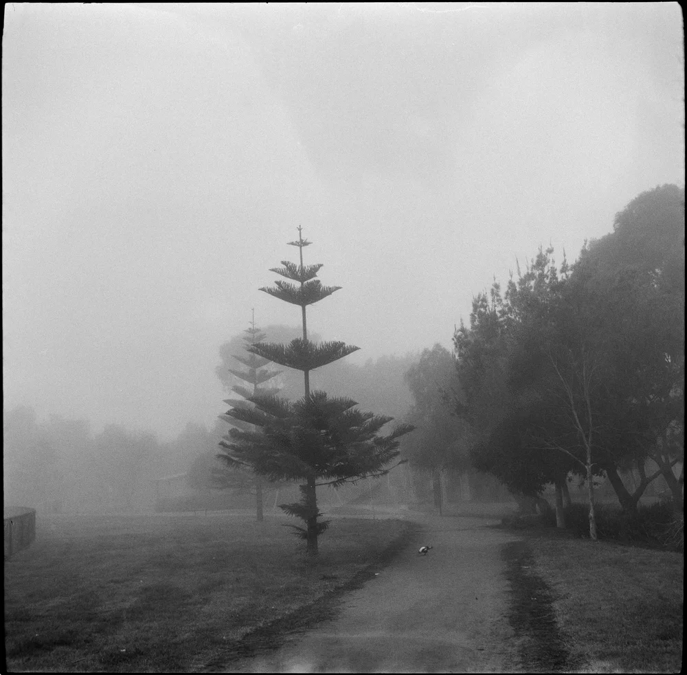 WEB_Foggy winter morning 1.JPG