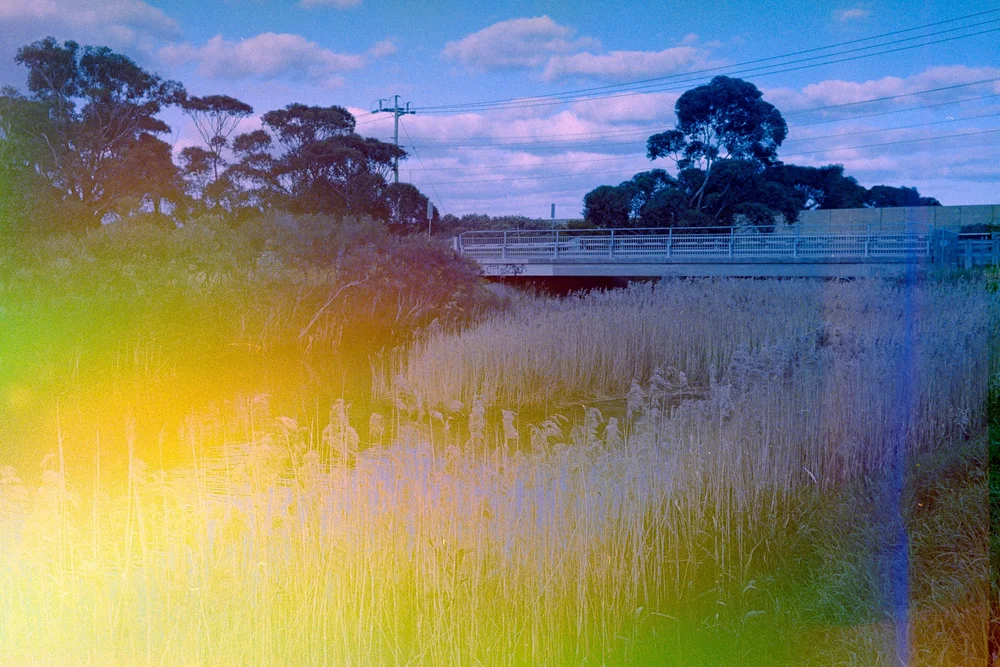 WEB_Psych Blues 4-0726.JPG