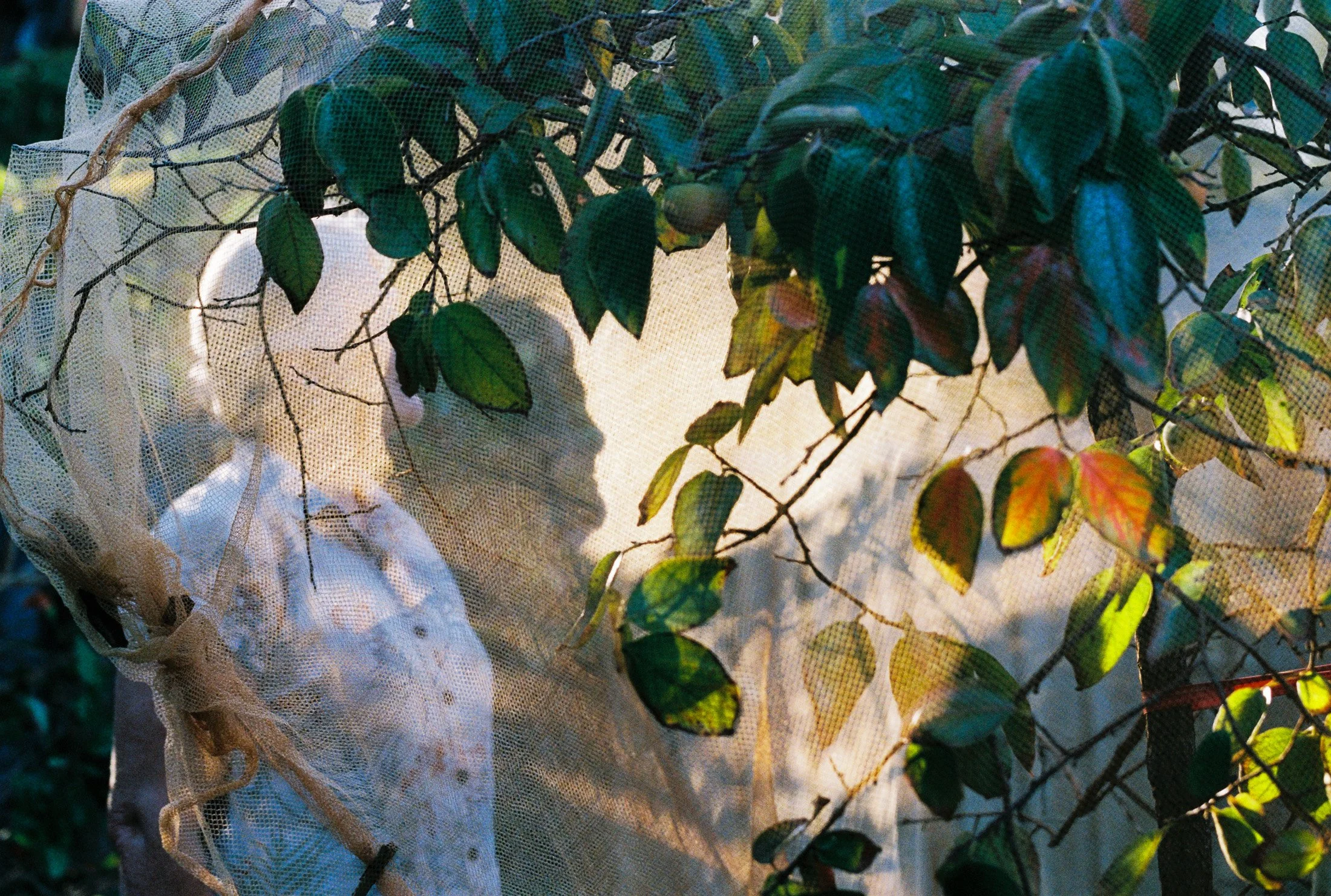 Atmospheric layered botanical imagery exploring light, texture and creative observation in an artist portrait session. Mornington Peninsula