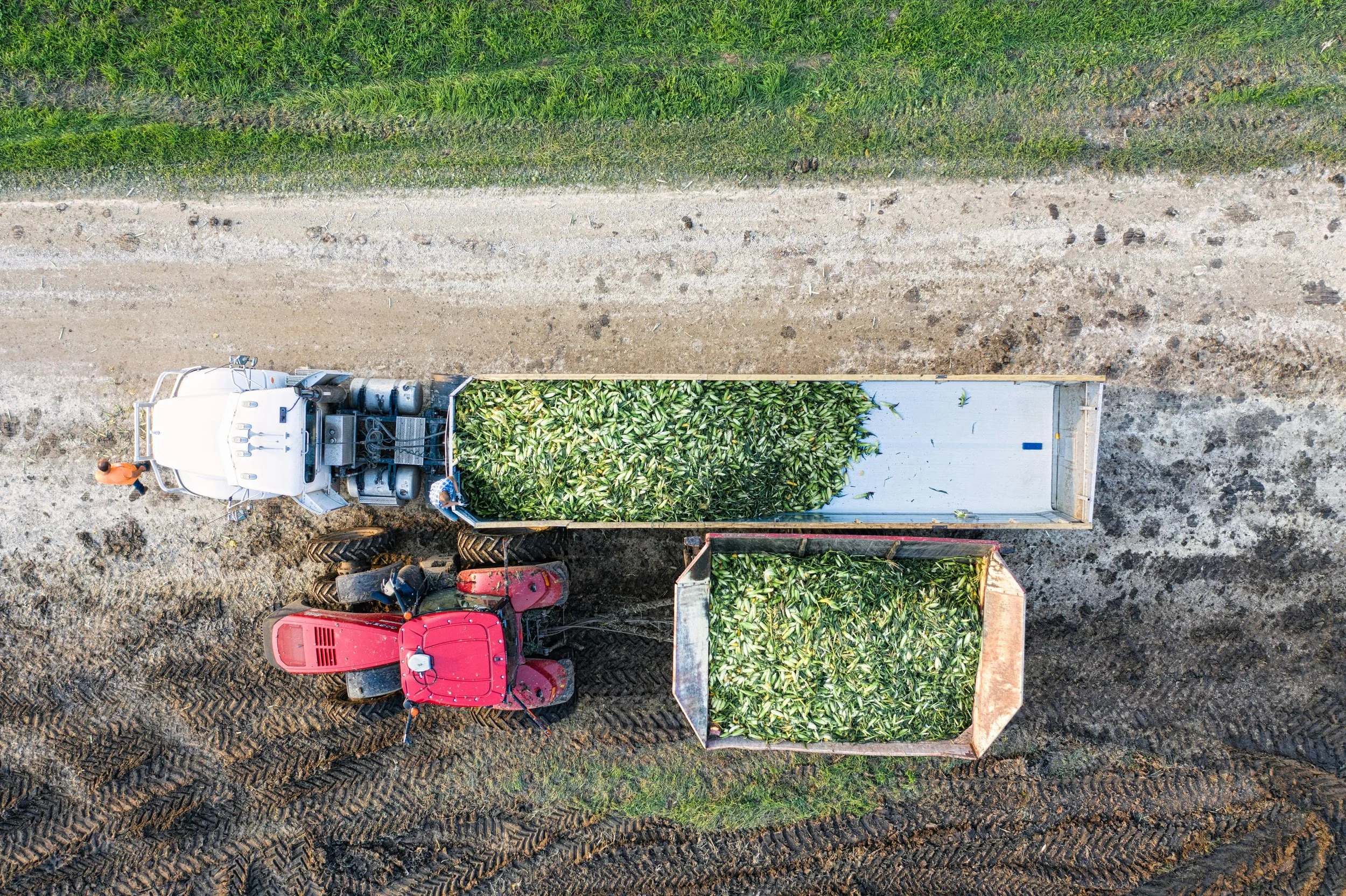 An aerial view of a tractor pulling a trailer loaded with harvested corn, next to another trailer filled with more corn, on a farm field with freshly tilled soil.
