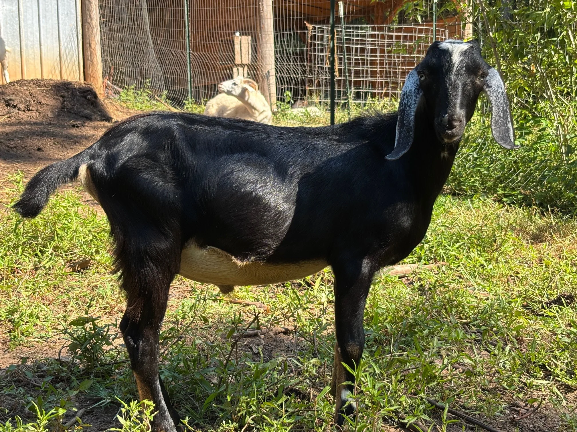 Available - Starman - F6 - $400 - This guy has it all! Flash, milk, blue eyes and he is giraffe POLLED! He was going to be retained but I am letting go of my milking herd. He is very curious and loves people. He is a super starman!