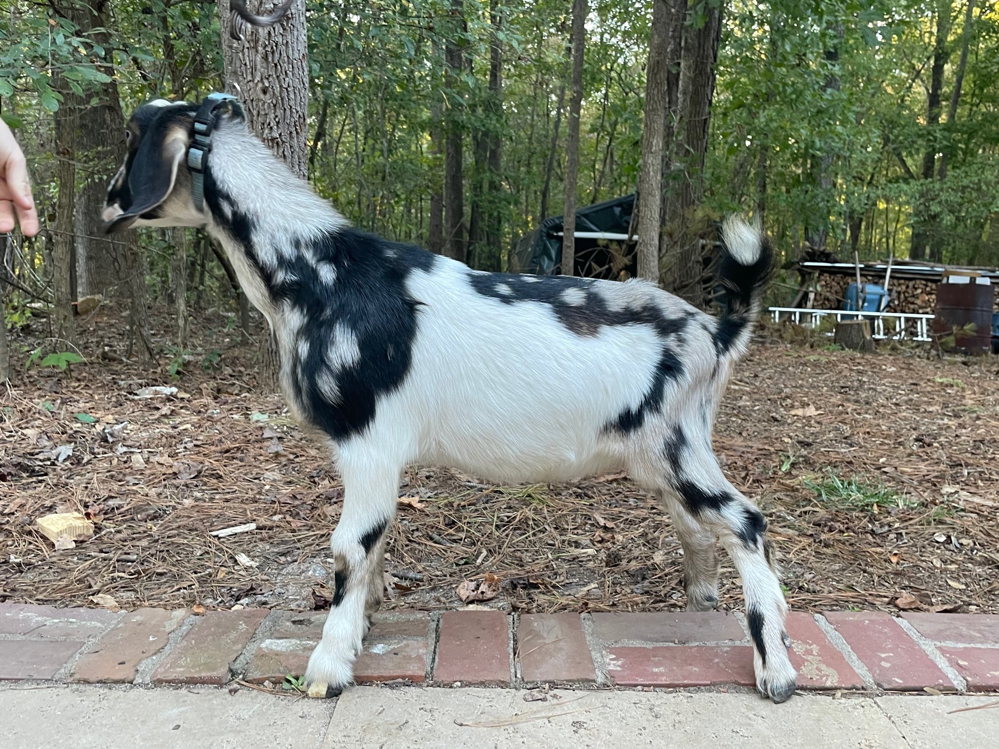 Available - Finn, F5 - $600 - Finn was a recent purchase and I am so sorry I don't have the time required to work with him. He is a real lover and he will bring excellent attributes to your herd. He has large hooves, blue eyes and you can see the fla