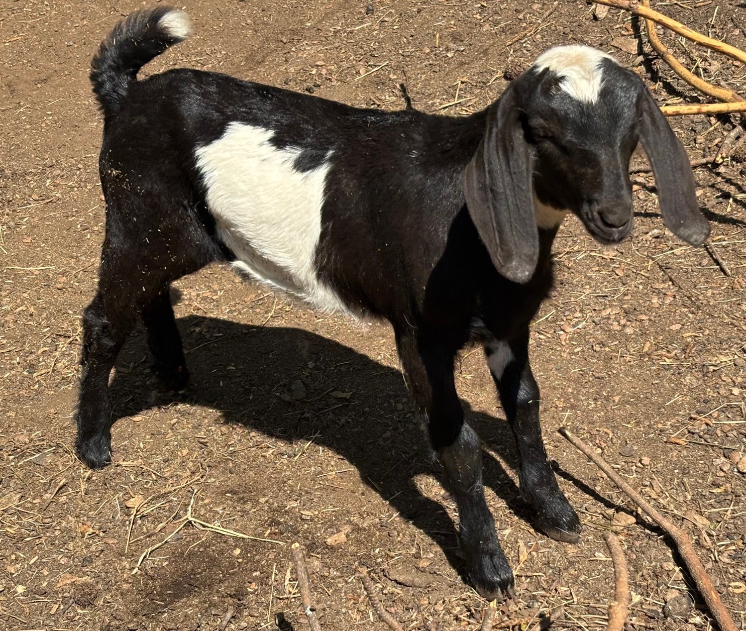Reserved - Earrach, as we refer to him, is an F2 Mini Nubian buckling out of Chicka Hills Ariel Moon and Chicka Hills Blackgum. DOB 2/5/25 - $150 as a wether. Gray eyes, calm demeanor and curious personality. He is Black with a white partial belt, an