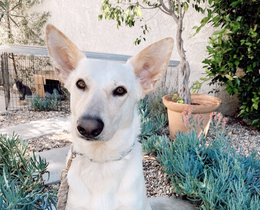 Adopting Ara: A Story of Unconditional Love