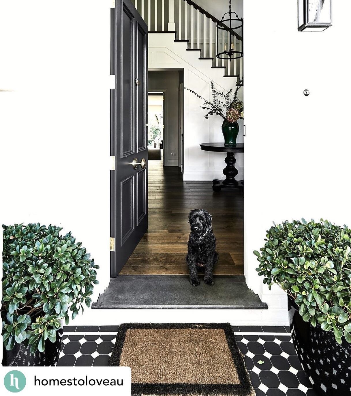 This week Maggie managed to star in @homestoloveau &amp; @homebeautiful insta pages. She makes this entrance much more inviting! Photo| @ksoljointeriors