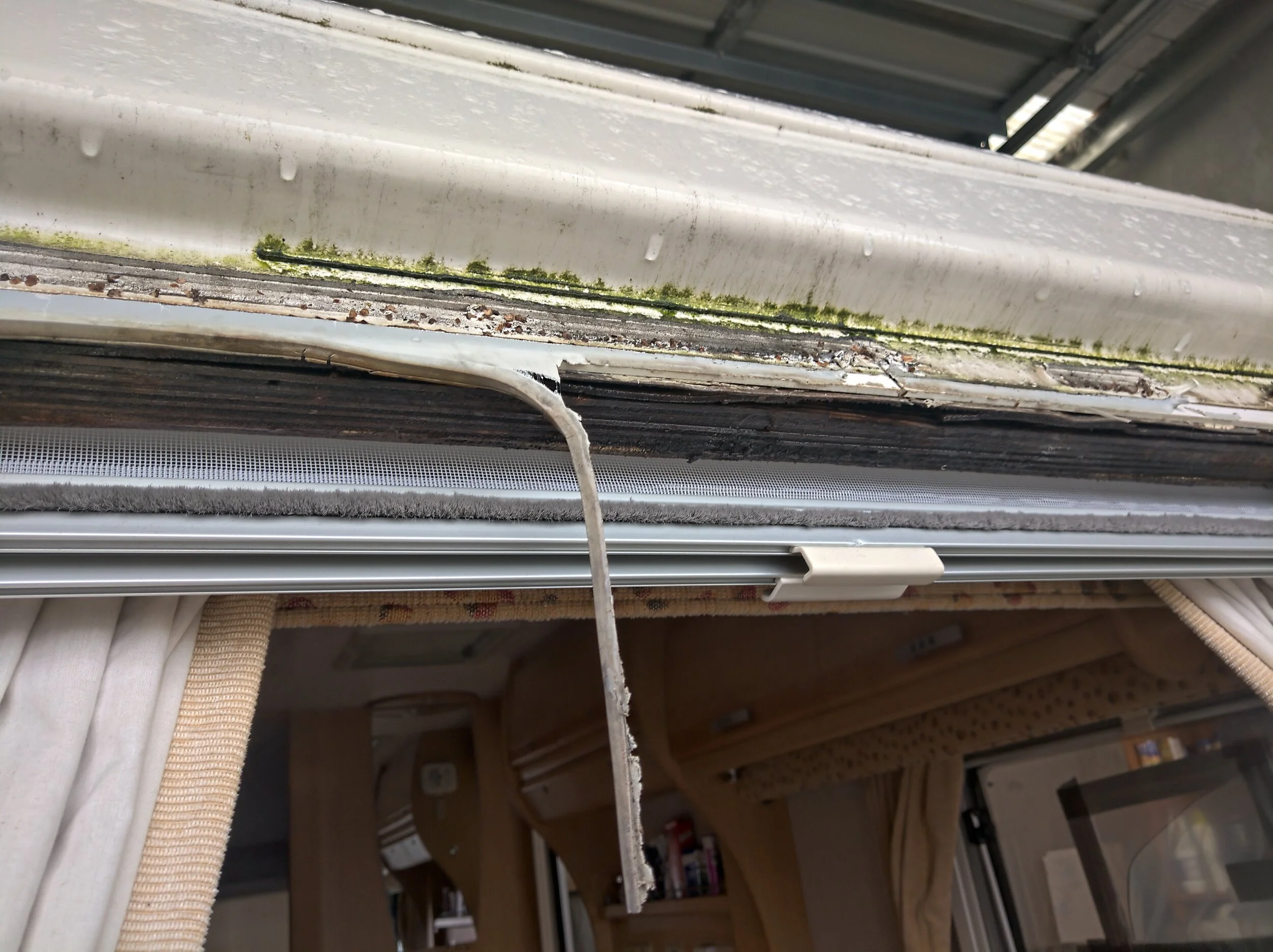 After removing the window seals and the window rail. The timber is clearly rotten but... is that a crack behind that old sealant and that moss?
