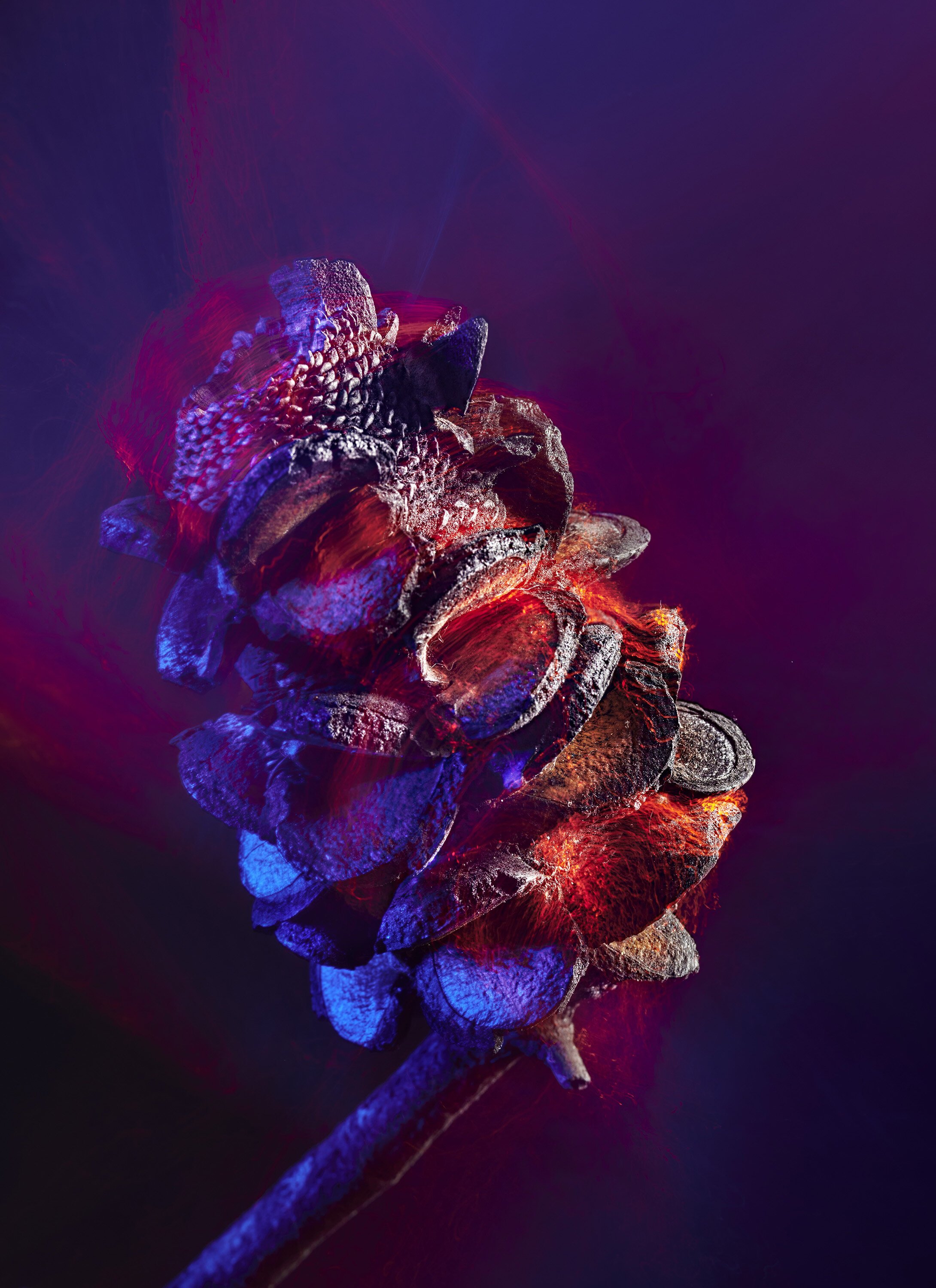 _DSC7278 1v3 copy.jpg