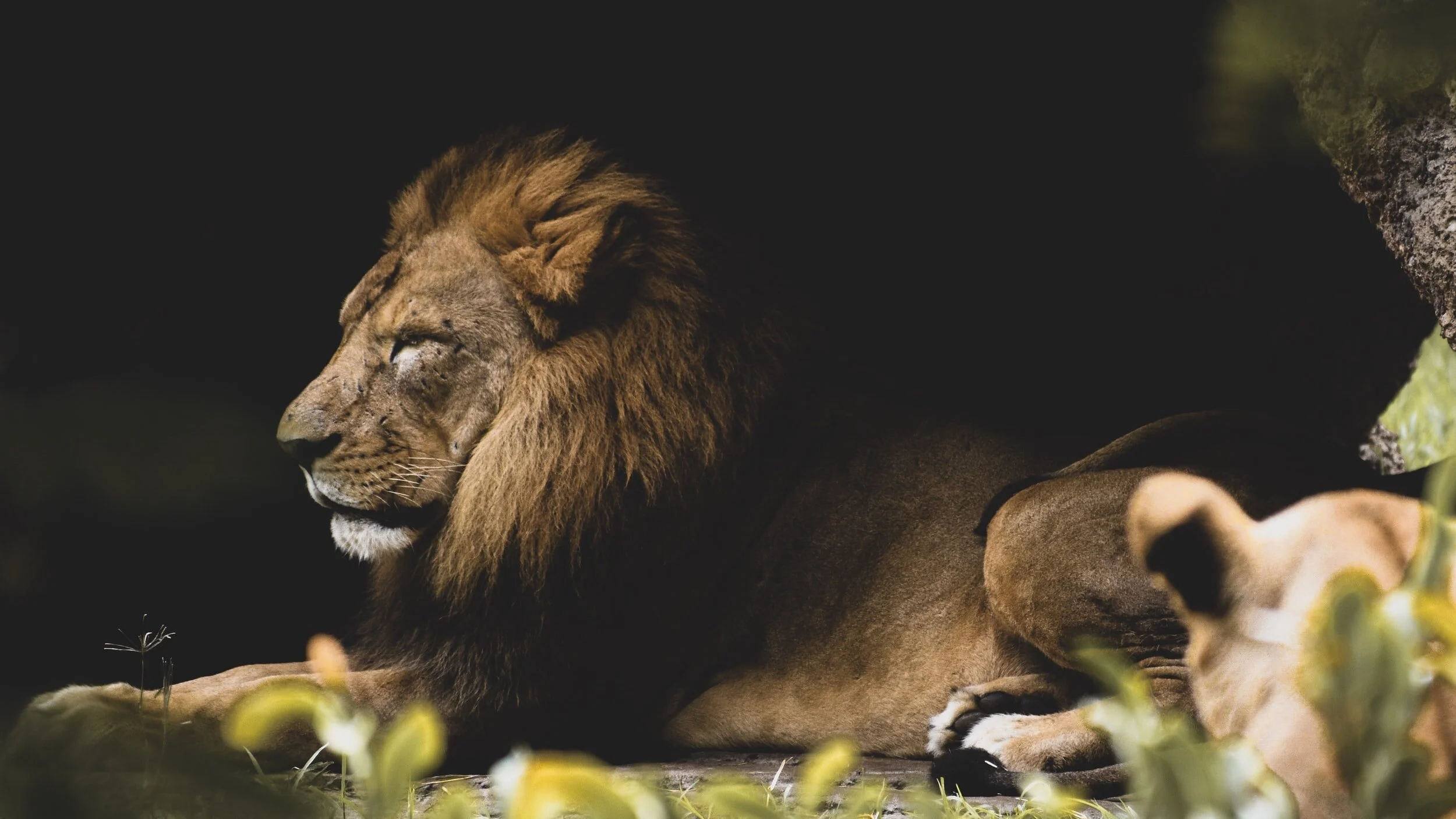 Lions Cleaning Services