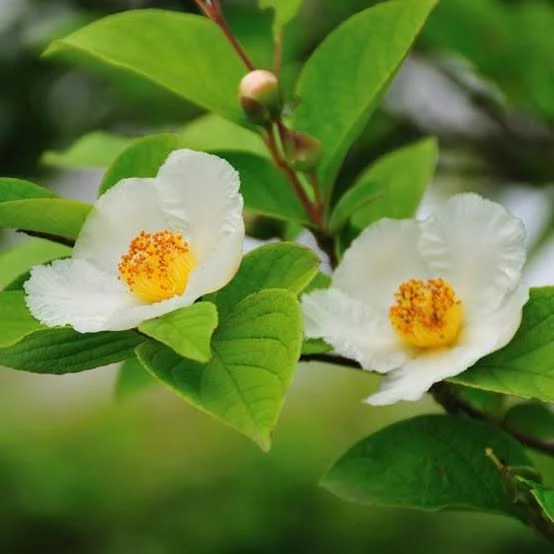 S. pseudocamellia.jpg