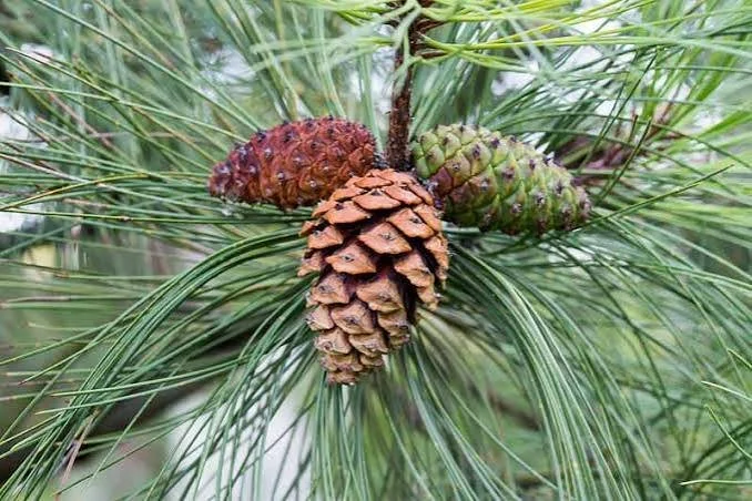 P. ponderosa 2.jpg