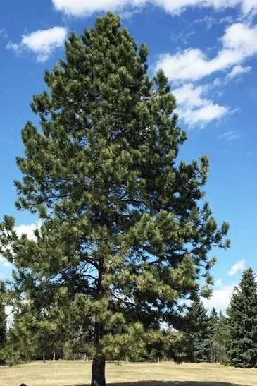 P. ponderosa.jpg