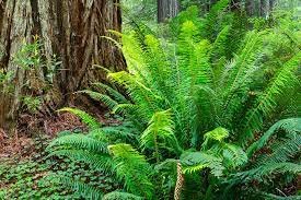 sword fern.jpeg