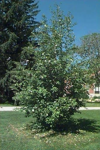 S. koreana 3.jpg