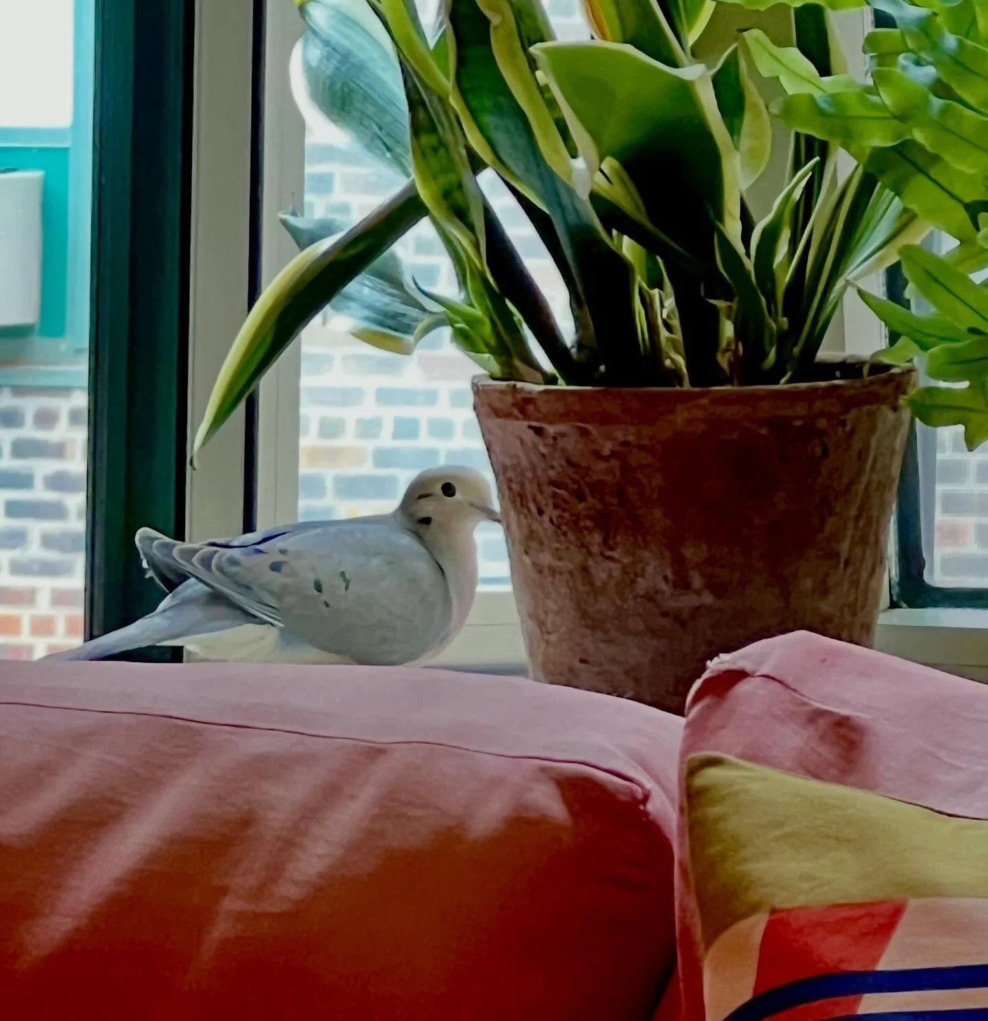 A dove entered our living room today&hellip;

#unexpectedgest #welcomevisitor #dove #citydweller