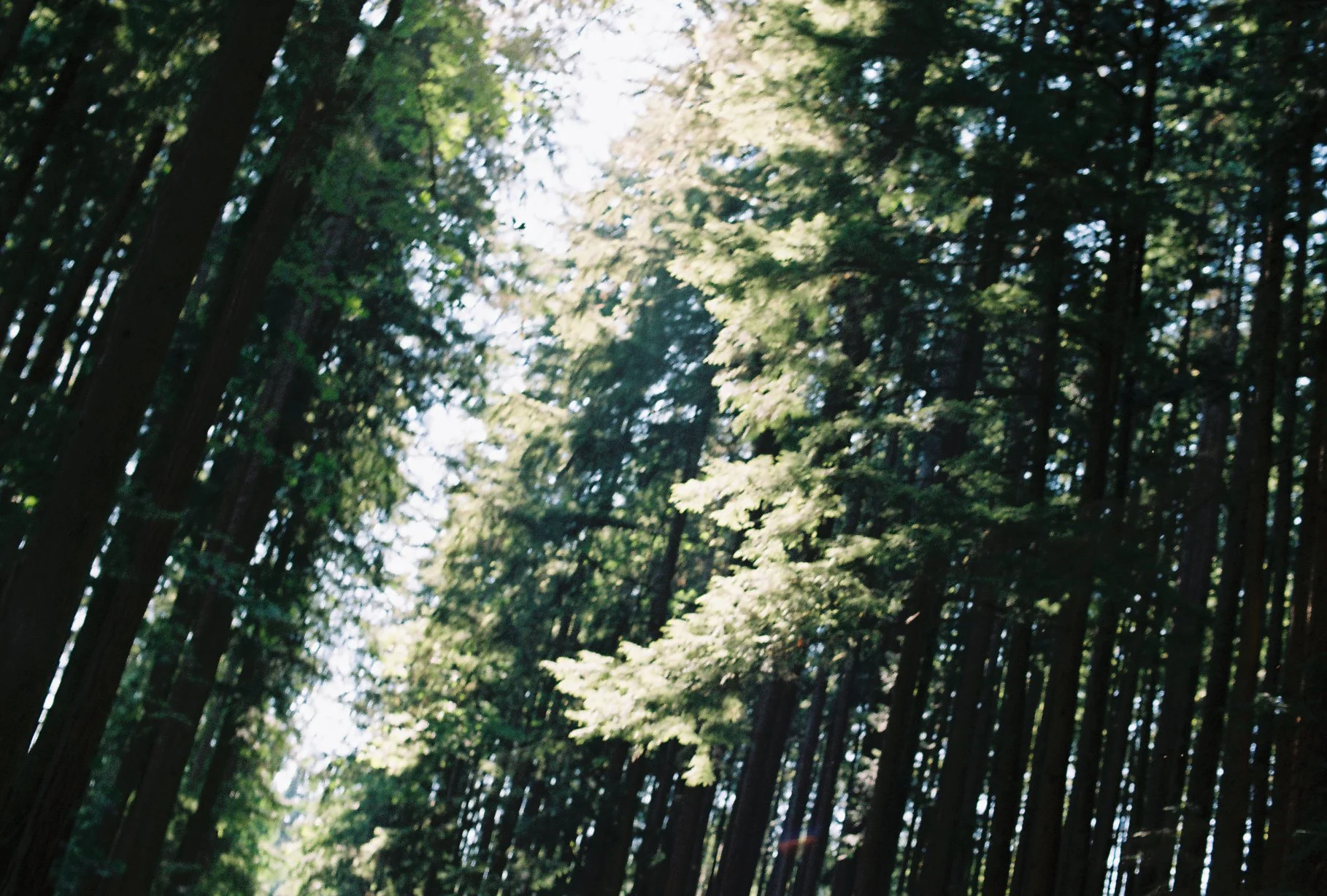 Sunlight filtering through tall forest trees, photographed on Kodacolor 200 with a Nikomat SLR.