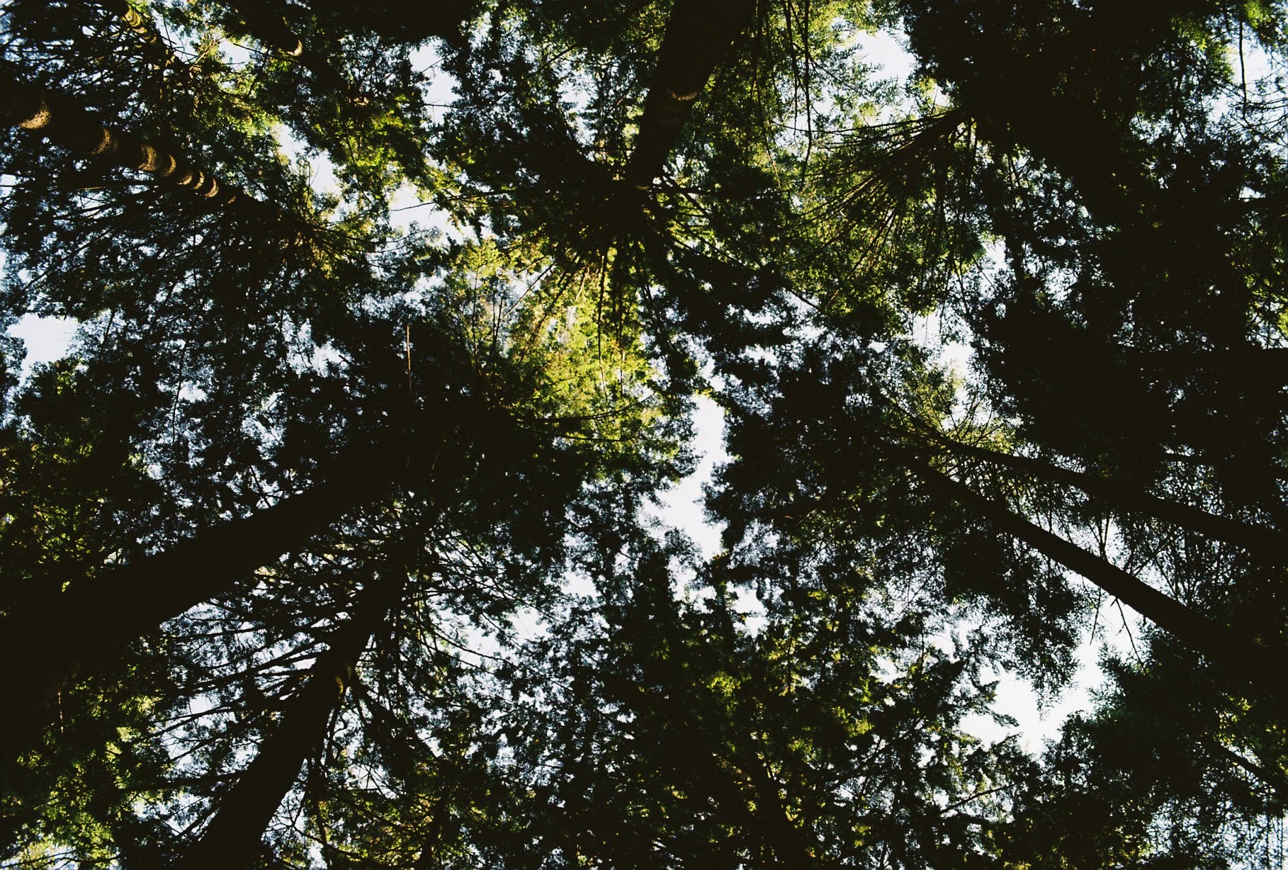 Forest canopy and branches silhouetted against the sky in a Nikomat film photograph.