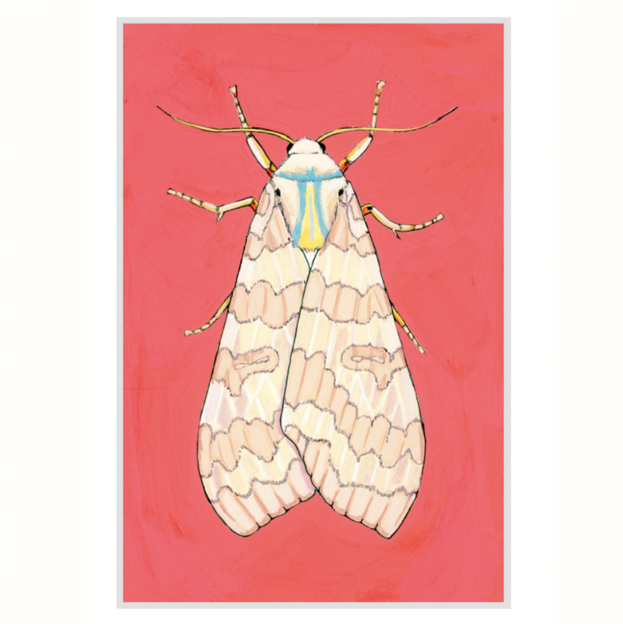Banded Tussock Moth