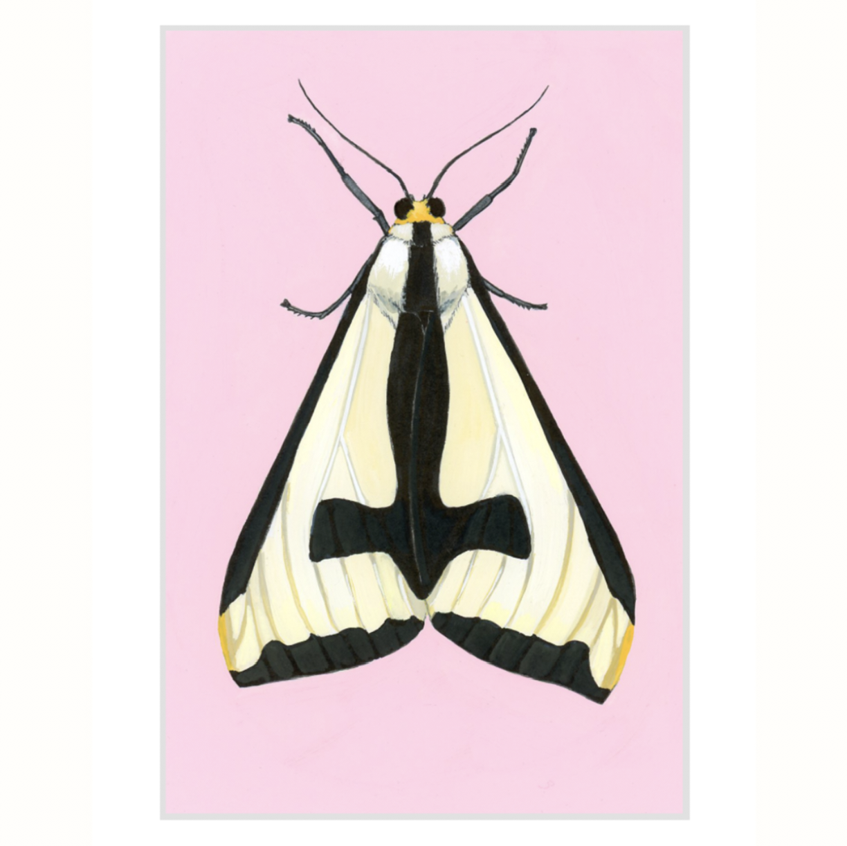 Clymene Moth (SOLD OUT)
