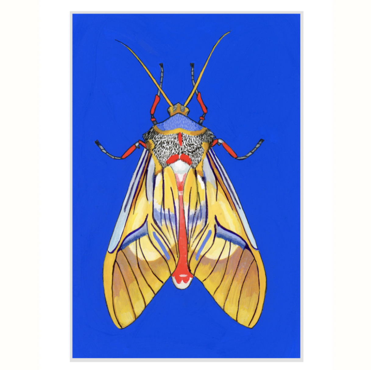 Idalus Moth (SOLD OUT)