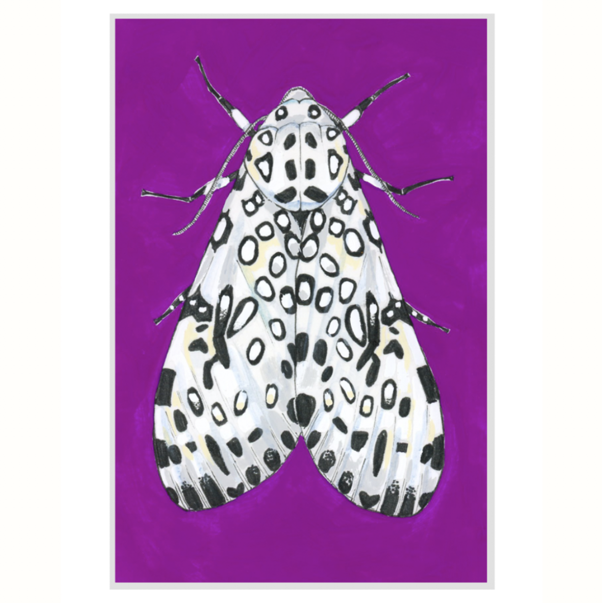 Leopard Moth