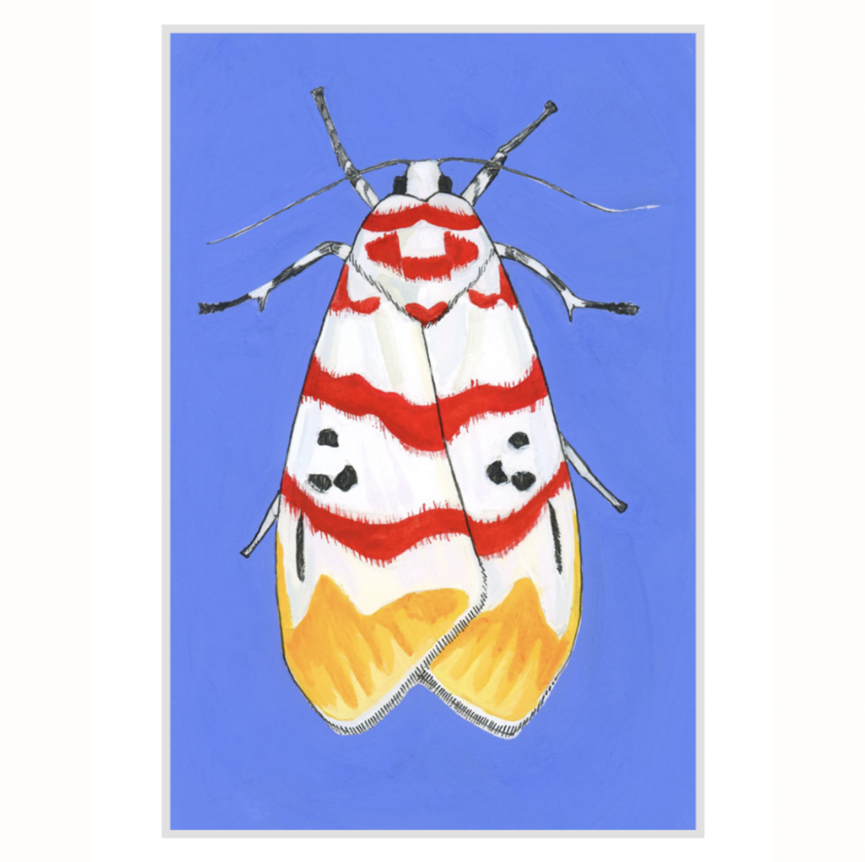Lichen Moth
