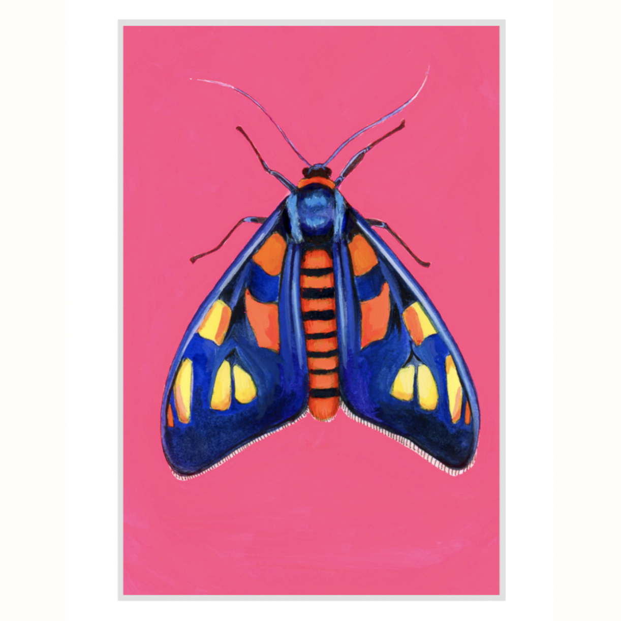 Orange Shoulder Wasp Moth