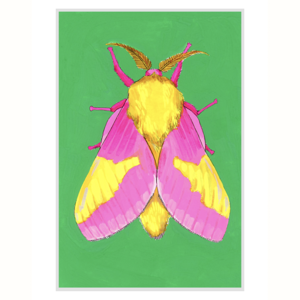 Rosy Maple Moth (SOLD OUT)