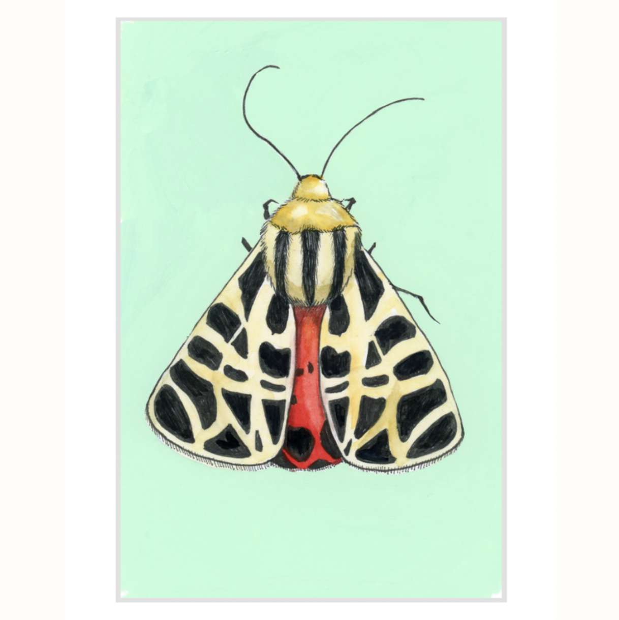 Tiger Moth (SOLD OUT)