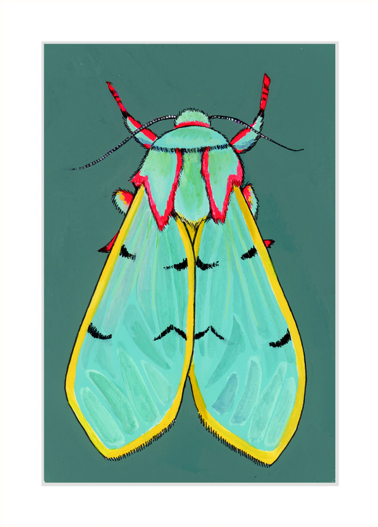 Chlorhoda Tricolor Moth (SOLD OUT)