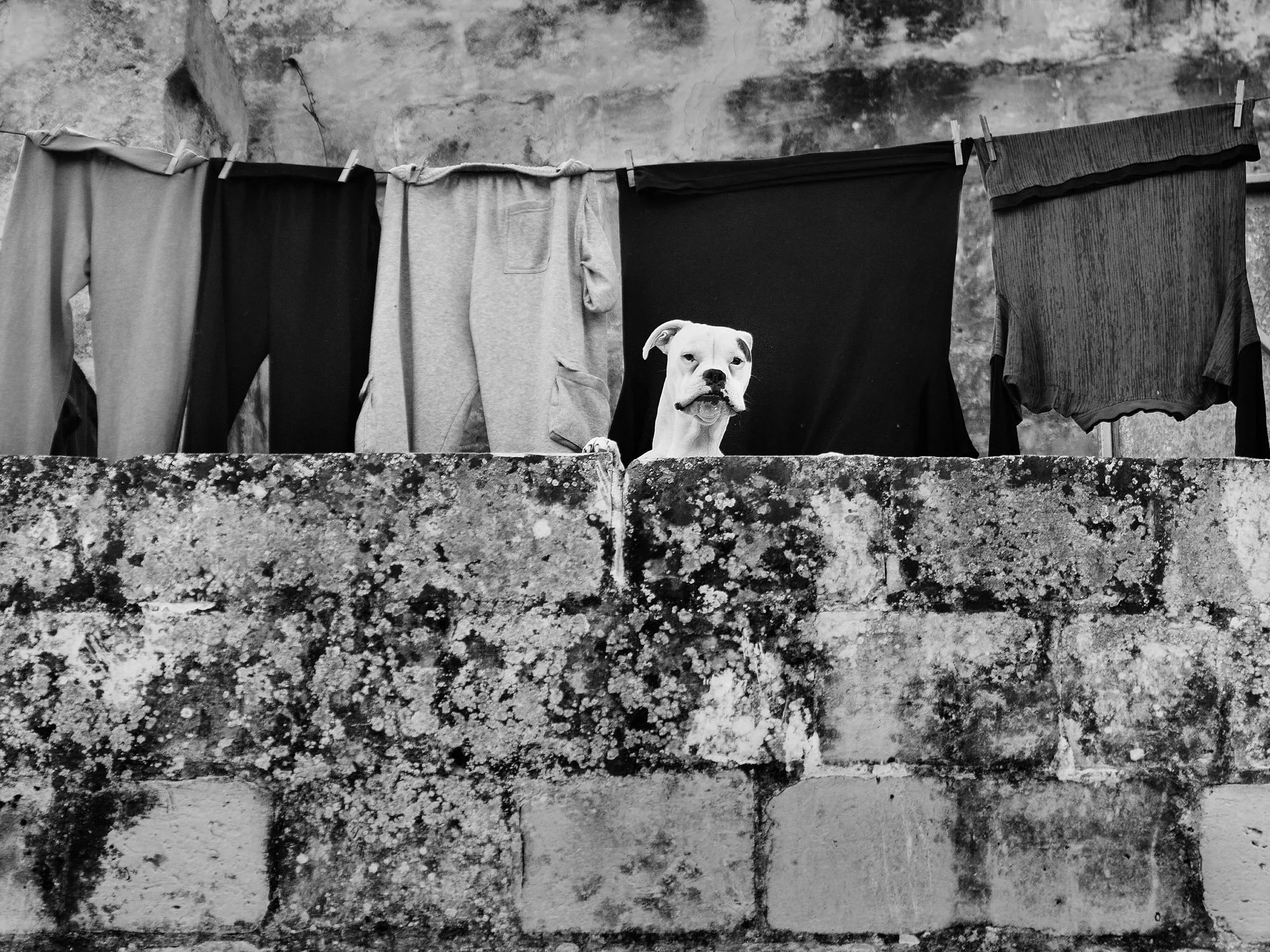 Guard the Washing--2.jpg