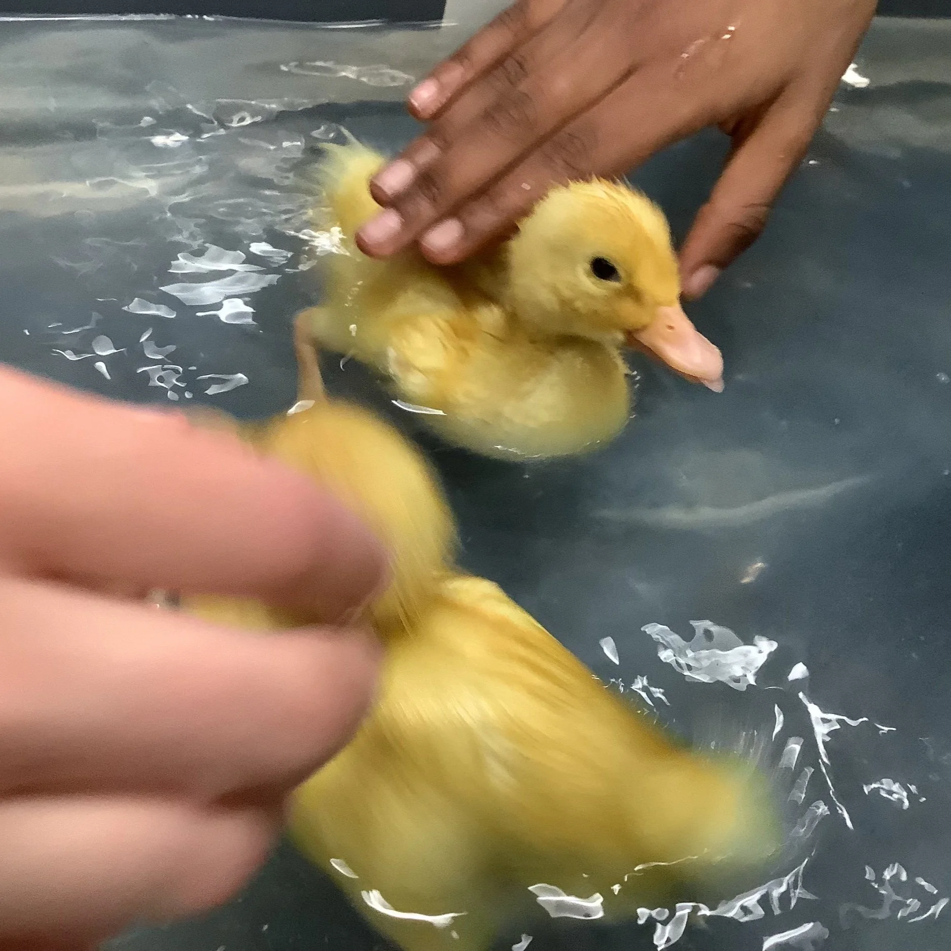 Year 5 Ducklings
