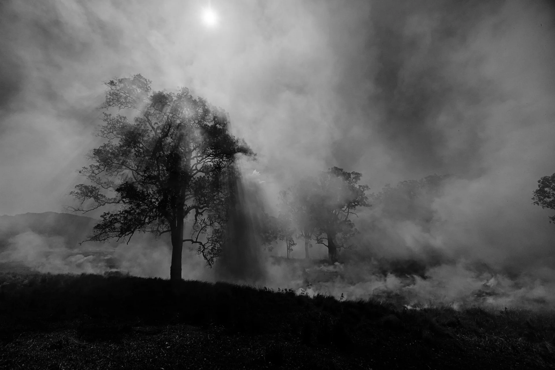 Fire Scars_Renae Saxby Exhibition-1187-2.jpg