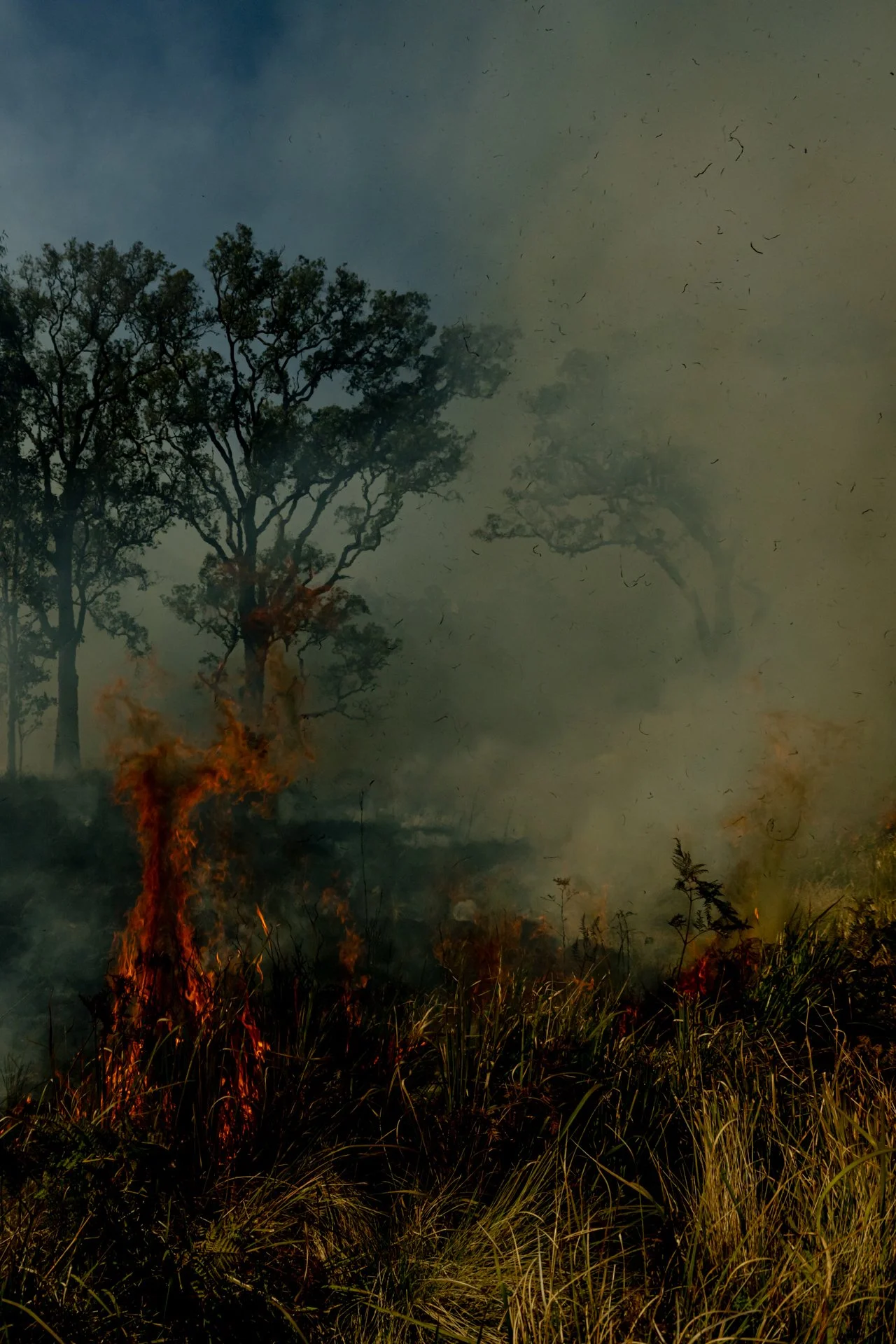 Fire Scars_Renae Saxby Exhibition-1109-2.jpg