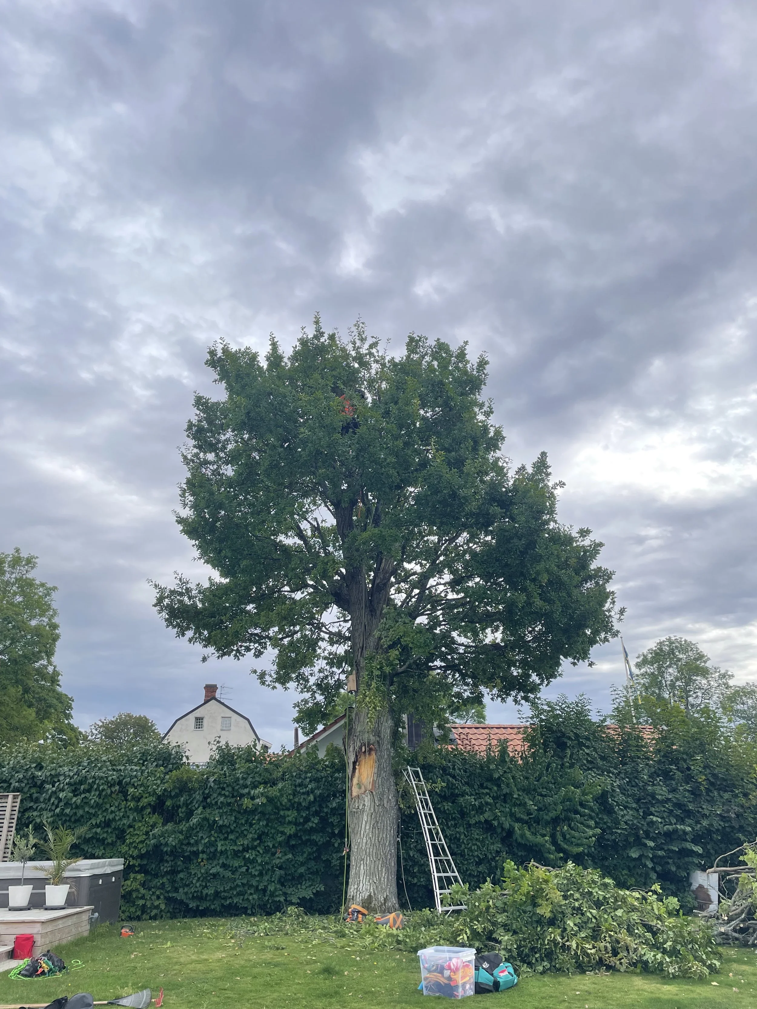 Bild på en ek med en stege vid stammen