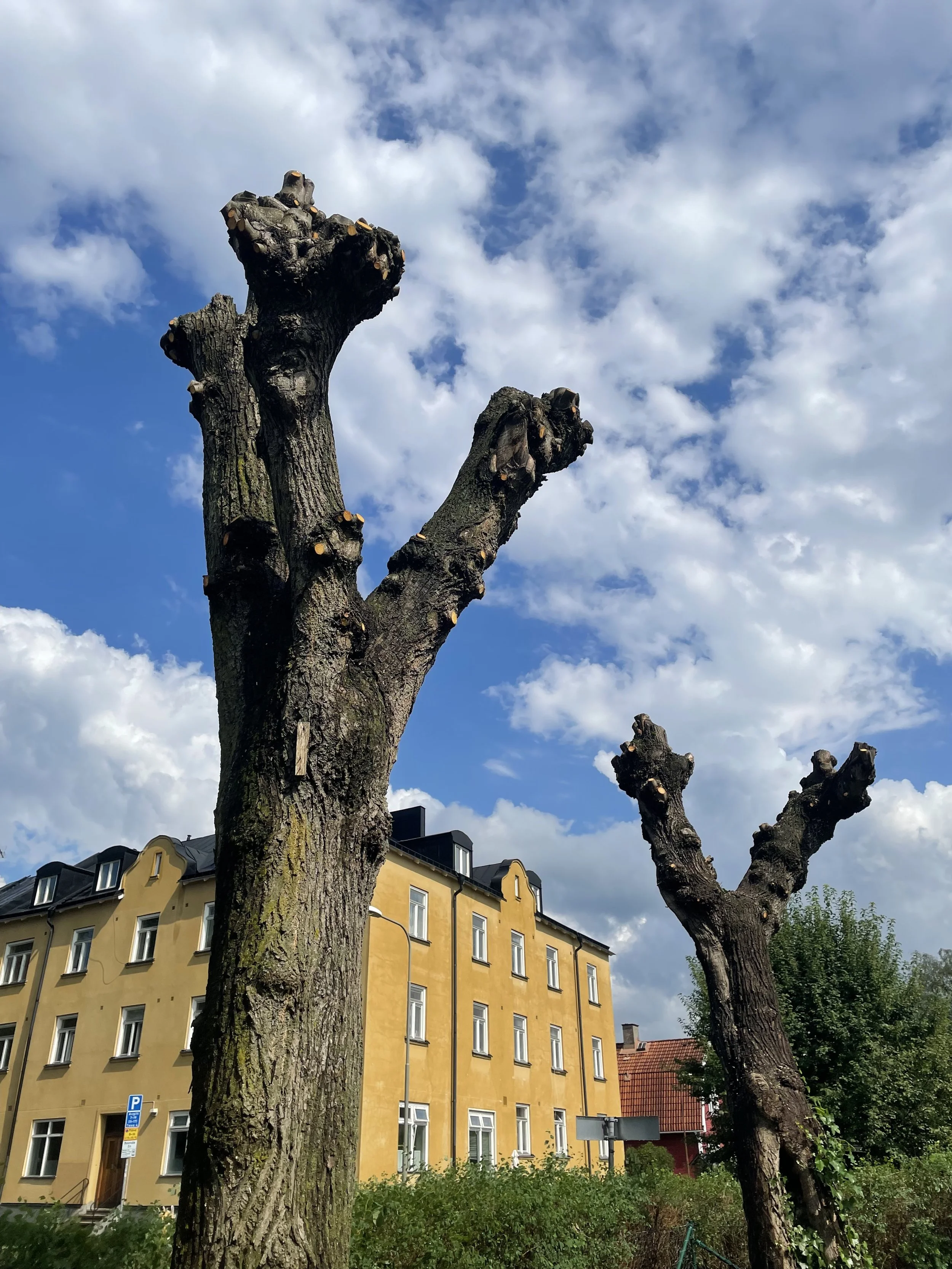 Bild på hamlade träd i stadsmiljö