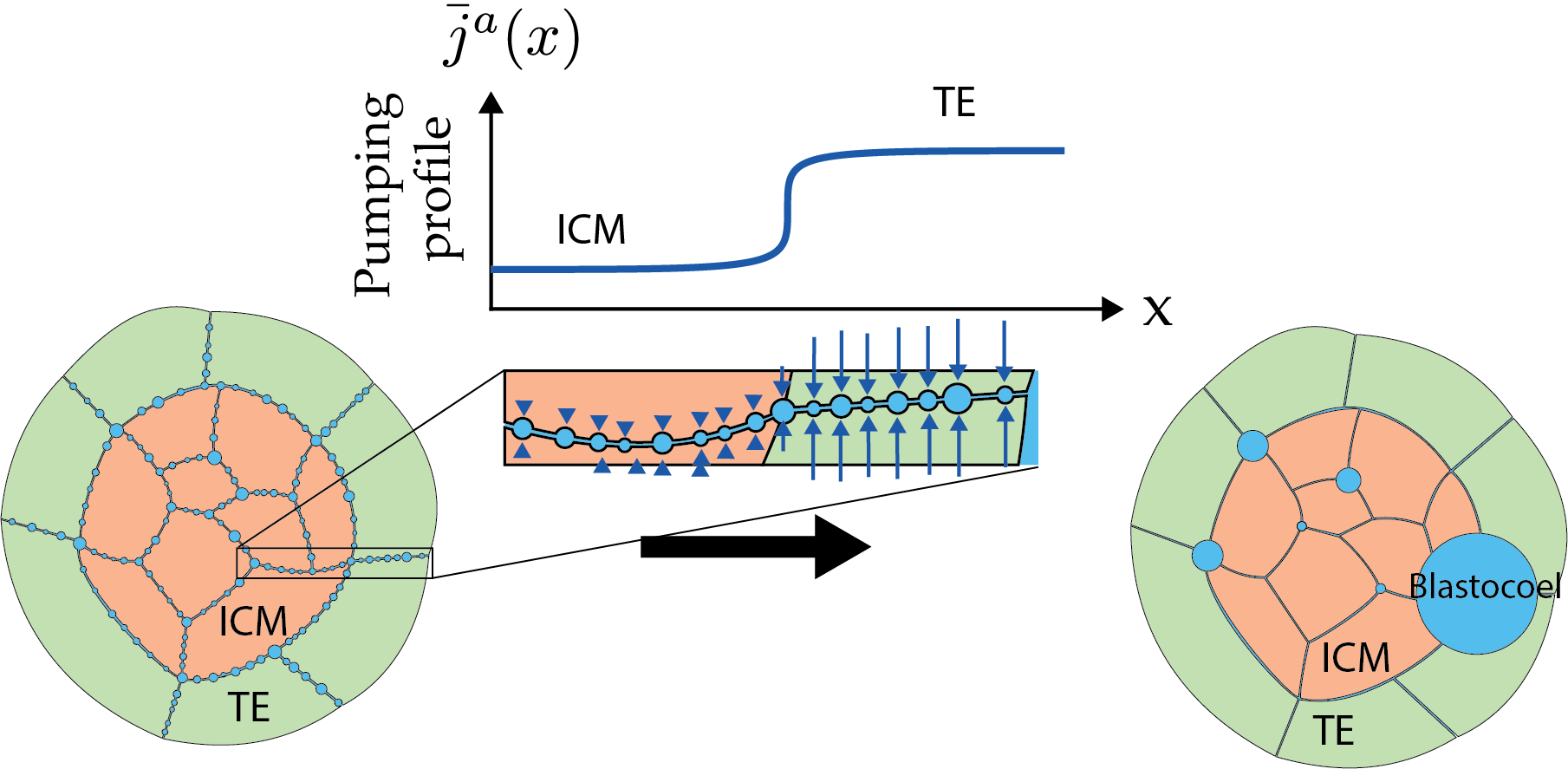 A hydro-osmotic coarsening theory of biological cavity formation - PLoS Comput. Biol.