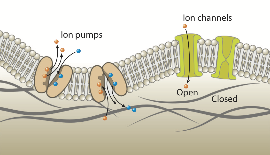 2019_ActiveMembrane_AnnRev.png