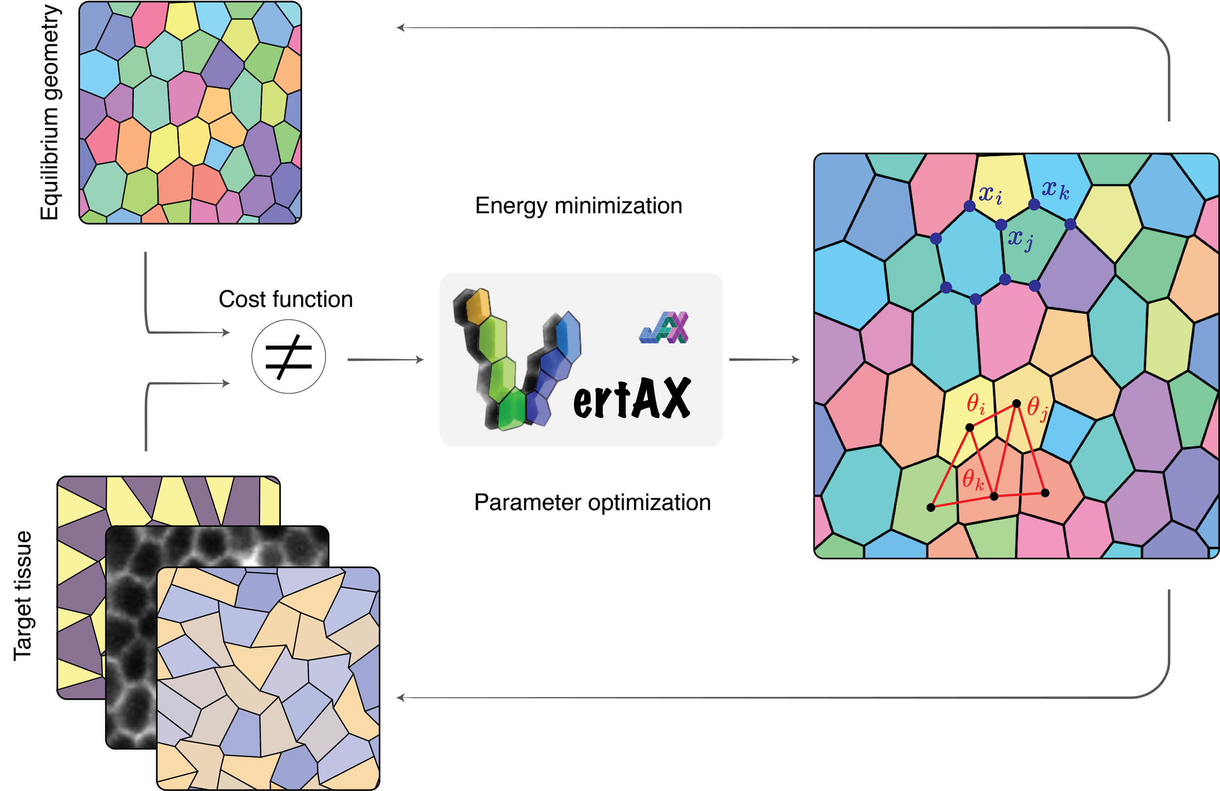VertAX: a differentiable vertex model for learning epithelial tissue mechanics - preprint