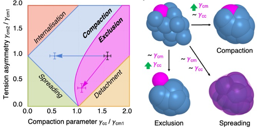 Mechanics of human embryo compaction - Nature — Turlier Lab