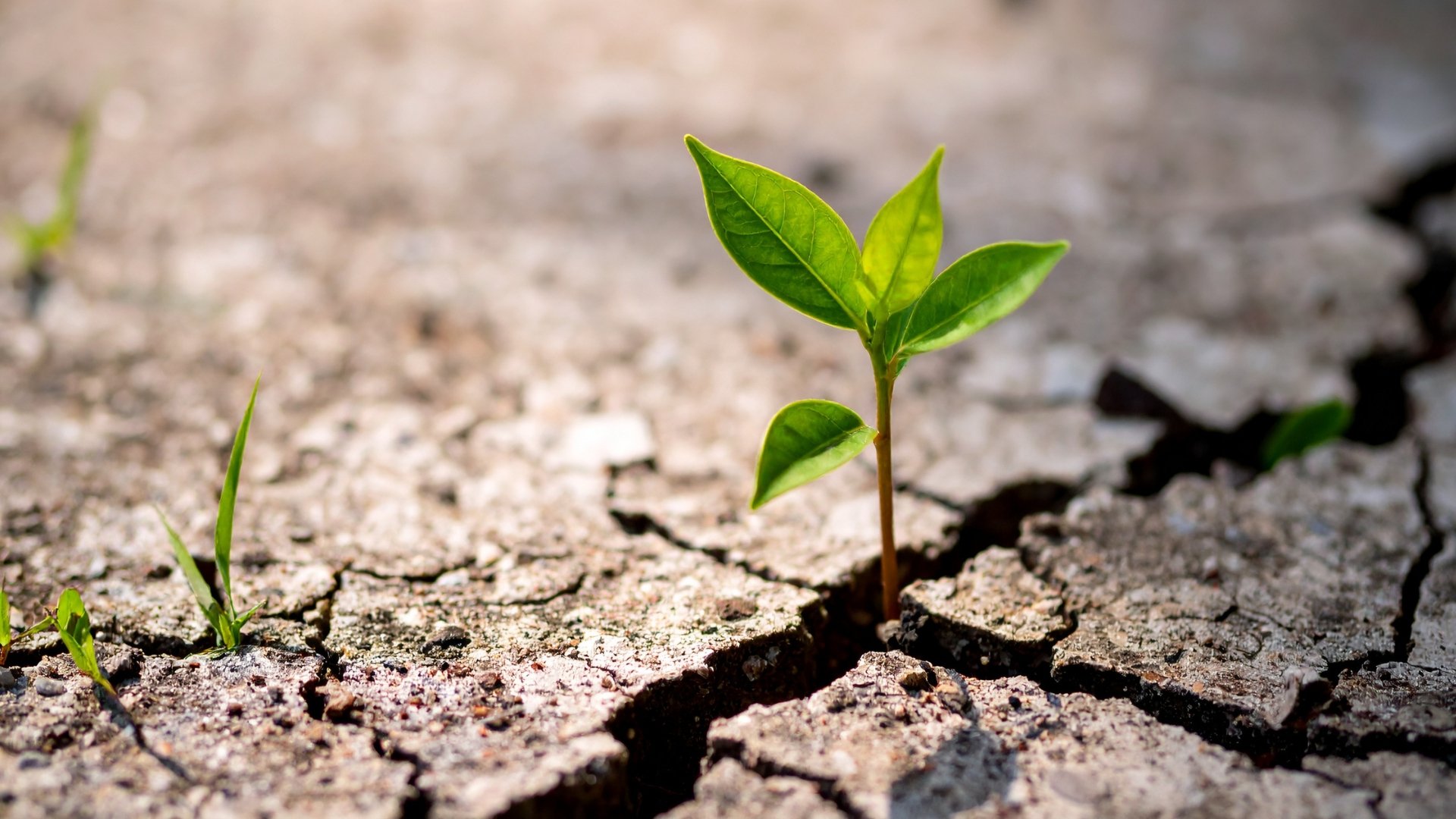 Mental Health Support