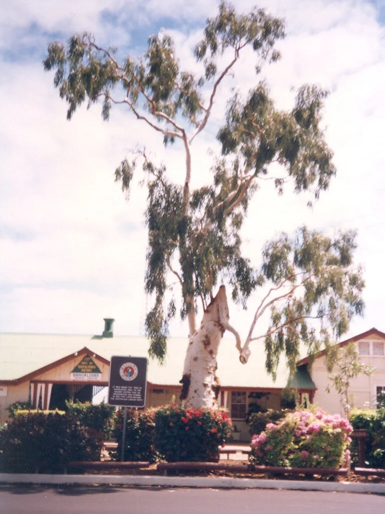 The Tree of Knowledge