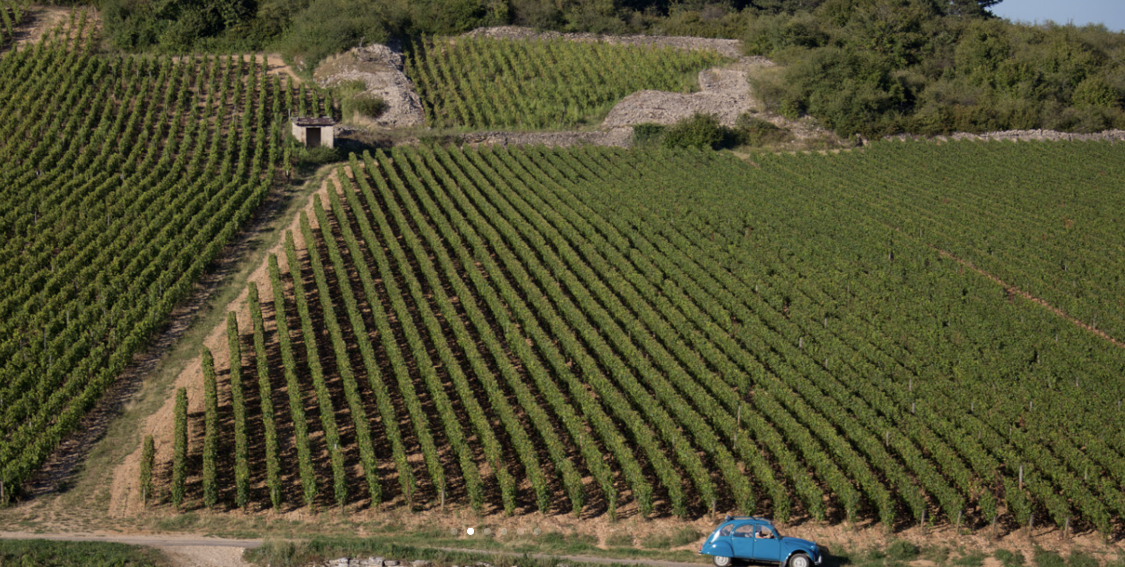 Discover Gaillac wine. Vineyard with rows of grapevines on rolling hills and a vintage gray Citroën 2CV car parked beside a road in the foreground.