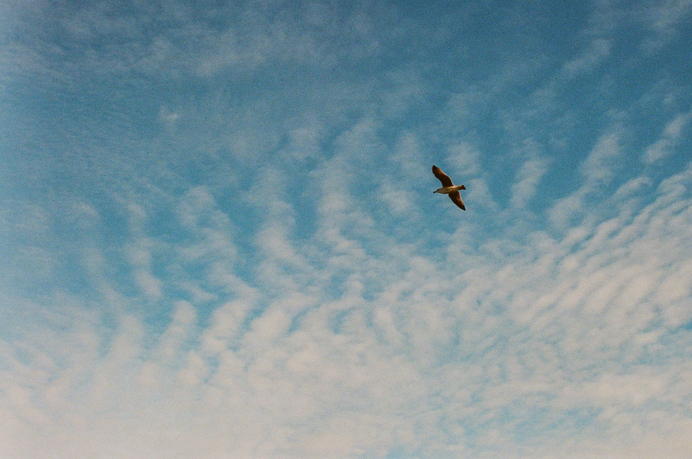 Road trips in France - A bird flying in a blue sky with scattered clouds.