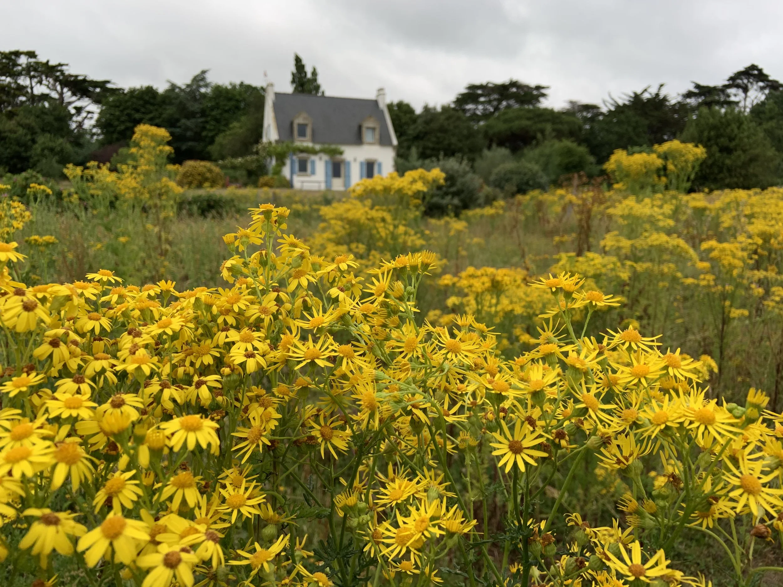 Brittany adventures - A field of yellow flowers in front of a white house with blue shutters and a dark roof, surrounded by trees under a cloudy sky.